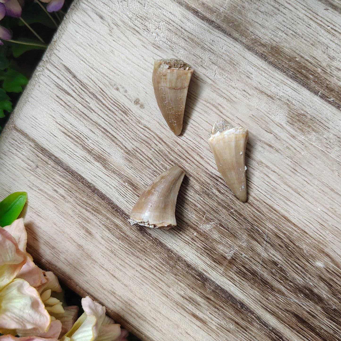 Crocodile Dinosaur Mosasaurus Tooth Fossil