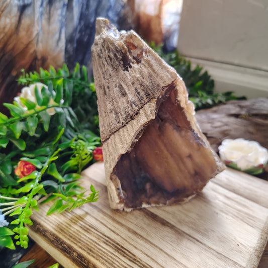 Calcified Coral chunk with a natural split on a wooden platform surrounded by greenery and flowers.