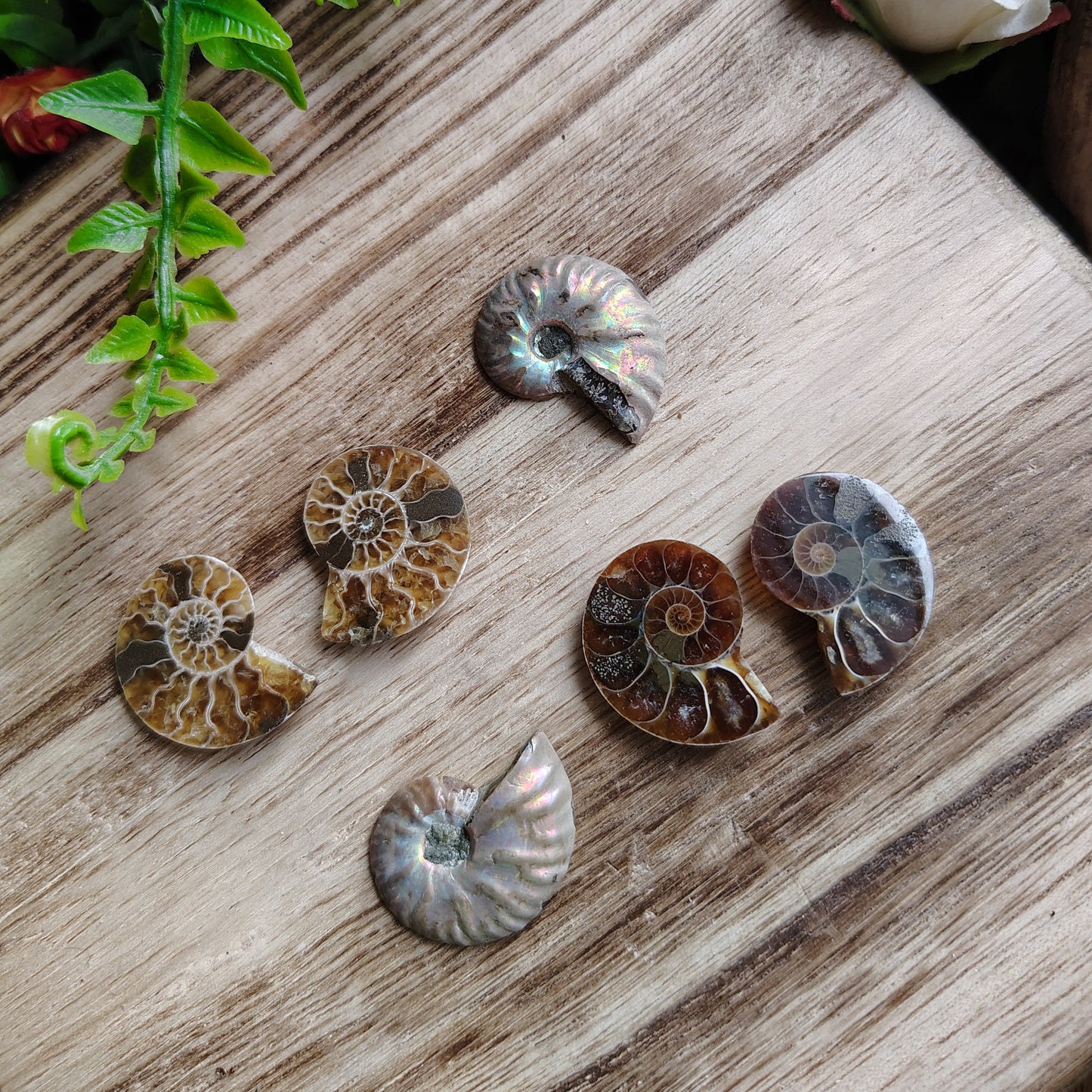 Ammonite fossils on a wooden surface with greenery around