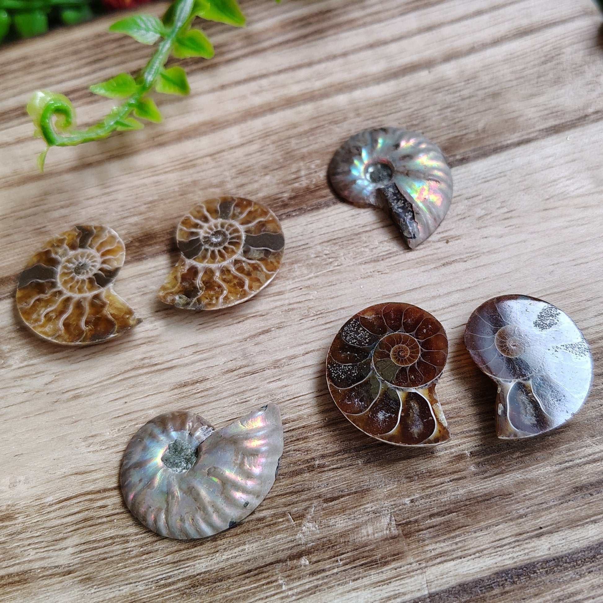 Ammonite fossils on a wooden surface with greenery around