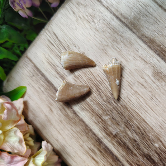 Three dino teeth on a wooden surface with flowers in the background