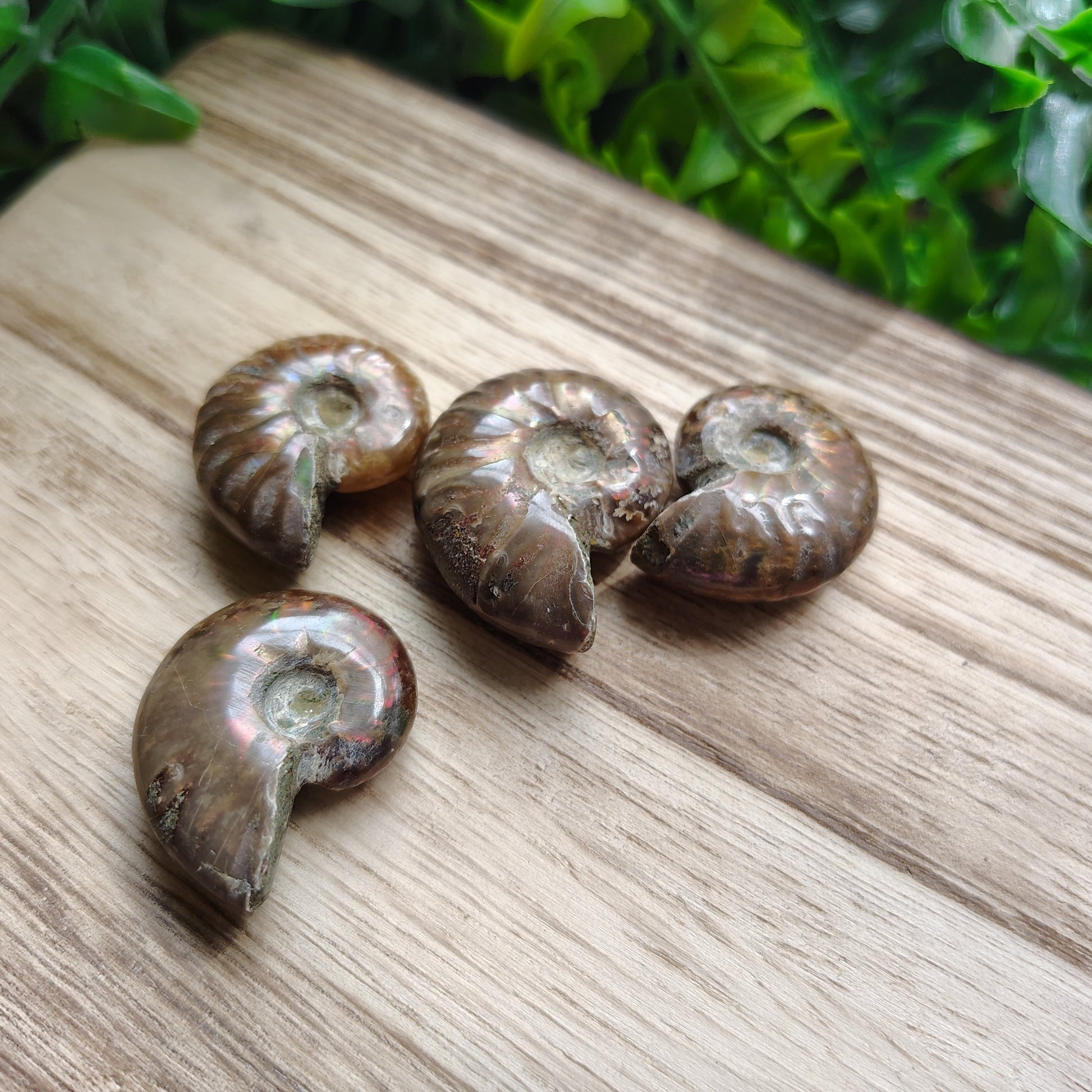 Four ammonite fossils on a wooden surface with greenery in the background