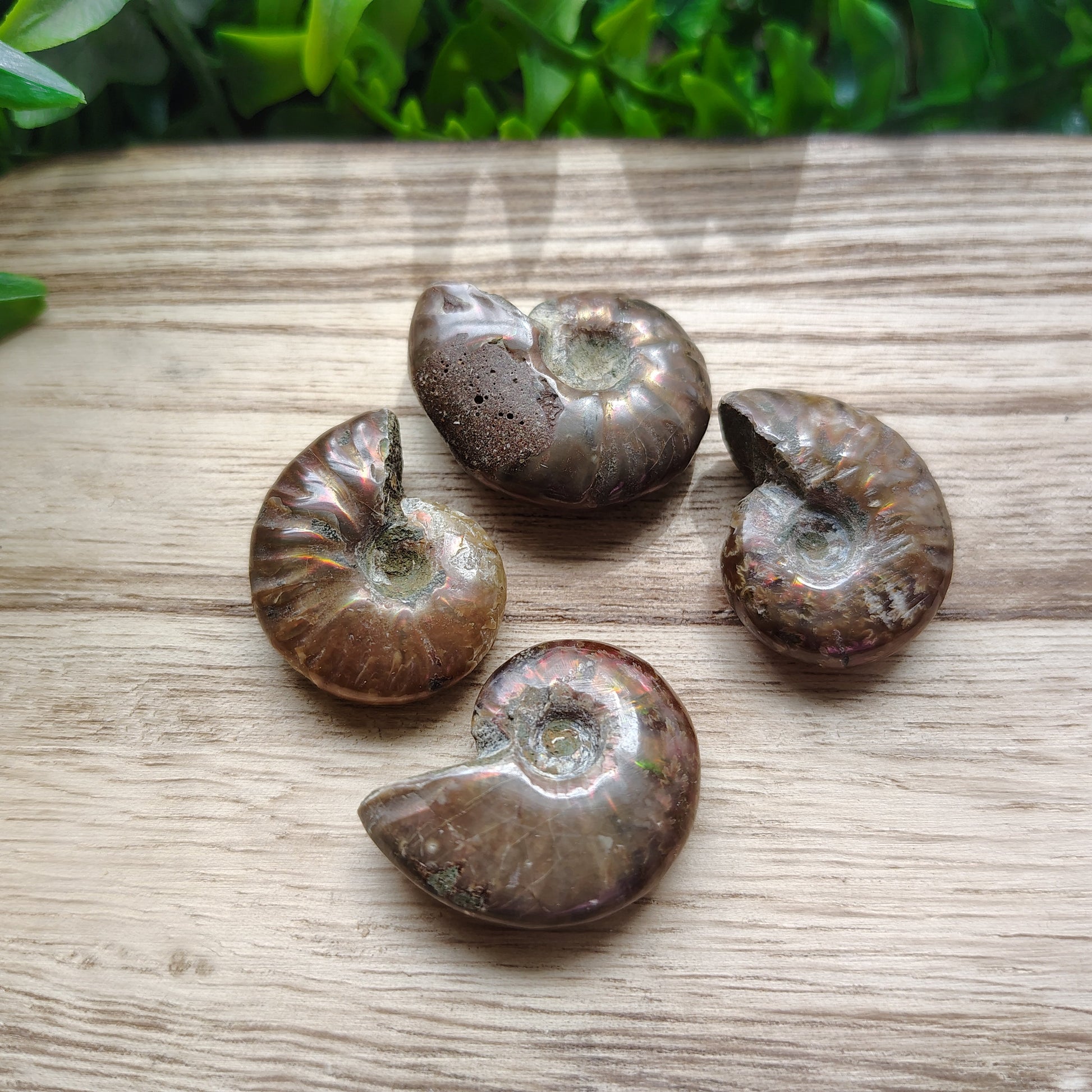 Four ammonite fossils on a wooden surface with green leaves in the background